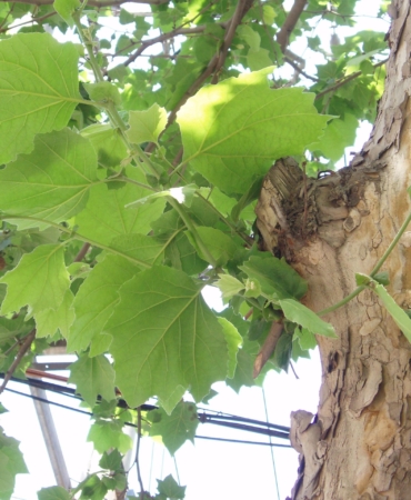 Platanus_acerifolia_leaves_(2)