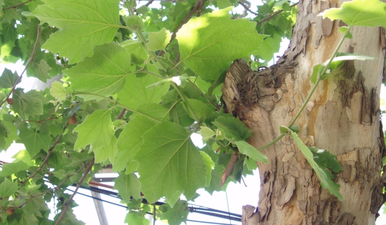 Platanus_acerifolia_leaves_(2)