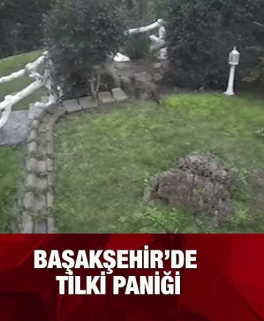 image_WJ8WLYKSF6.png