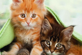 image_6f535501-e3a5-4390-86e6-b5755a0aa0b0.png