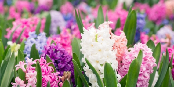 Sümbül Çiçeği: Kırklareli Bahçelerinde Yaşamın Renkleri