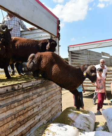 Kurban Vekalet Ücretleri Açıklandı: 2026 Yılı Fiyatları Neler Olacak?