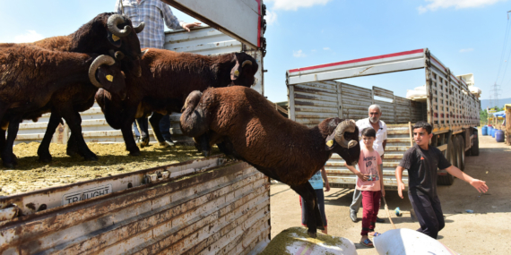 Kurban Vekalet Ücretleri Açıklandı: 2026 Yılı Fiyatları Neler Olacak?