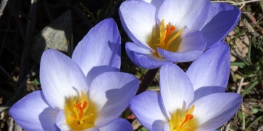 Kırklareli Yabani Çiçekler: İlkbaharda Doğanın Büyüsü