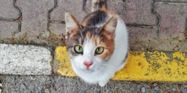 Kırklareli Sokak Kedisi: Şehrin Sakin Atmosferinde Bir An