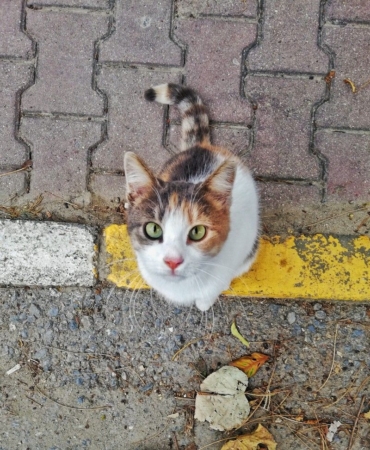 Kırklareli Sokak Kedisi: Şehrin Sakin Atmosferinde Bir An