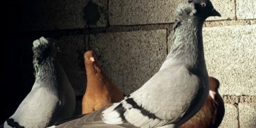 Kırklareli Güvercinleri: Çatılarda Dikkat Çeken Görüntüler