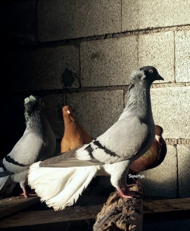 Kırklareli Güvercinleri: Çatılarda Dikkat Çeken Görüntüler