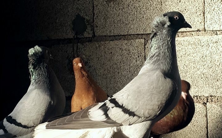 Kırklareli Güvercinleri: Çatılarda Dikkat Çeken Görüntüler