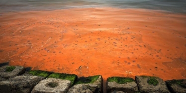Tekirdağ Sahilinde Turuncu Su: Plankton Yoğunluğu Neden Oluyor?