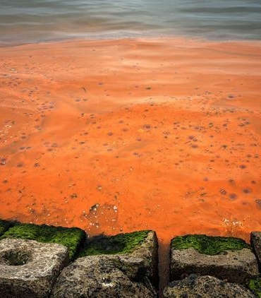 Tekirdağ Sahilinde Turuncu Su: Plankton Yoğunluğu Neden Oluyor?