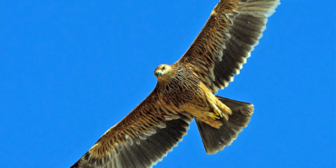 Şah Kartal: Savaşın İçinden Gelen Umut Verici Haberler
