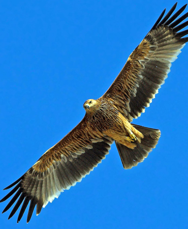 Şah Kartal: Savaşın İçinden Gelen Umut Verici Haberler