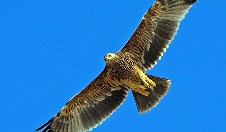 Şah Kartal: Savaşın İçinden Gelen Umut Verici Haberler