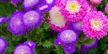 Kırklareli Laleleri: İlkbaharın Bahçelerdeki Renk Cümbüşü