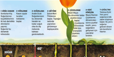 Vize Lale Soğanı: Kırklareli’nin Gizli Bahçeleri ve Hoş Sırları