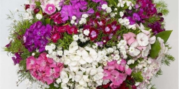 Hercai Menekşe: Kırklareli’nin Bahar Renklerini Nasıl Değiştiriyor?