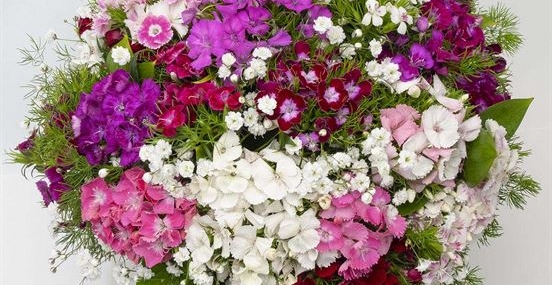 Hercai Menekşe: Kırklareli’nin Bahar Renklerini Nasıl Değiştiriyor?