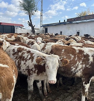 Kırklareli Besi Çiftlikleri Denetimi: Kurban Bayramı Öncesi Kritik Kontroller