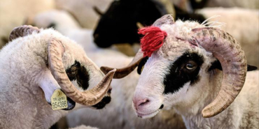 Yüceaytaç Kurban Satışları Başladı: Fiyatlar ve Detaylar Burada