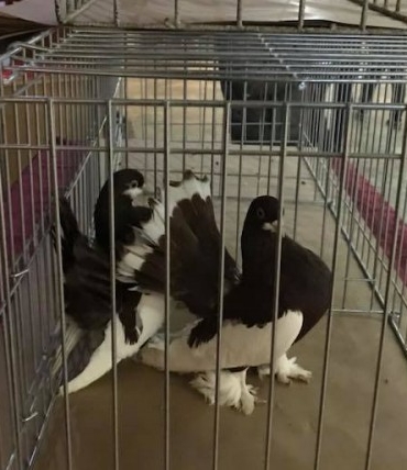 Pınarhisar Kümes ve Kafes Hayvanları Festivali: Neler Bekleniyor?