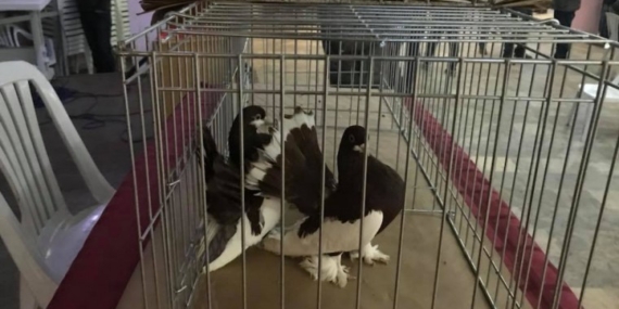 Pınarhisar Kümes ve Kafes Hayvanları Festivali: Neler Bekleniyor?