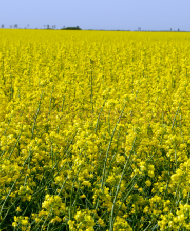 Kanola Gözlemleri ile Kırklareli Cevaplanmayan Sorulara Işık Tutuyor