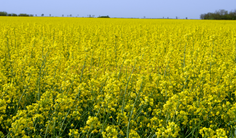 Kanola Gözlemleri ile Kırklareli Cevaplanmayan Sorulara Işık Tutuyor