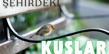 Kırklareli Güvercinleri: Şehir Hayatındaki Gizemli Gözlemler