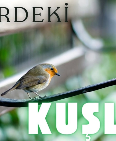 Kırklareli Güvercinleri: Şehir Hayatındaki Gizemli Gözlemler