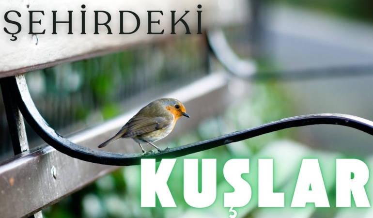 Kırklareli Güvercinleri: Şehir Hayatındaki Gizemli Gözlemler