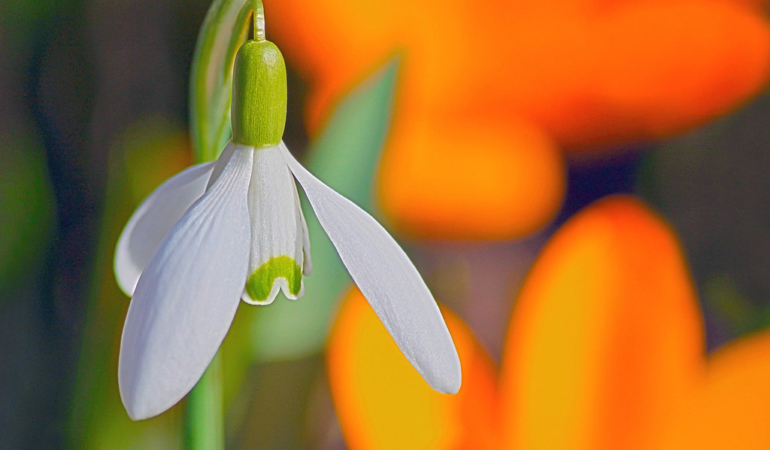 Kırklareli Sümbülleri: İlkbahar Renkleriyle Dolu Şehir