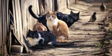 Kırklareli Sokak Kedileri: Araç Altında Nasıl Korunuyorlar?