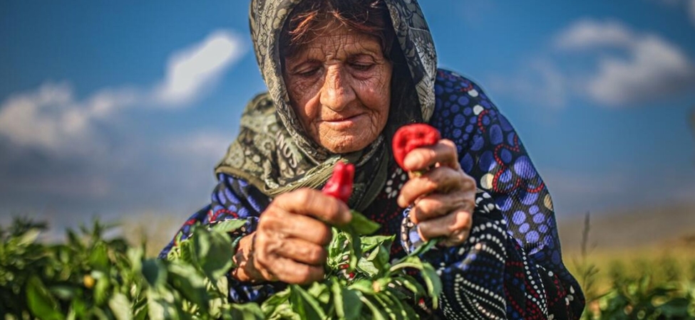 Babaeski Kadın Üreticiler: Fasulye Üretimi ve Ziyaretler