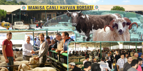 Kurban Bayramı Öncesi Canlı Hayvan Borsası’nda Heyecan Verici Hazırlıklar