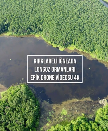 Kırklareli Vaşak Görüntüleriyle Ormanlarda Şok Gevşeme!