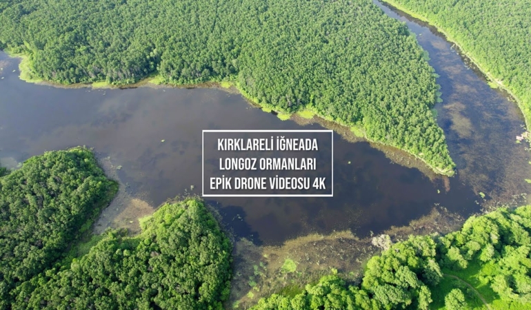 Kırklareli Vaşak Görüntüleriyle Ormanlarda Şok Gevşeme!