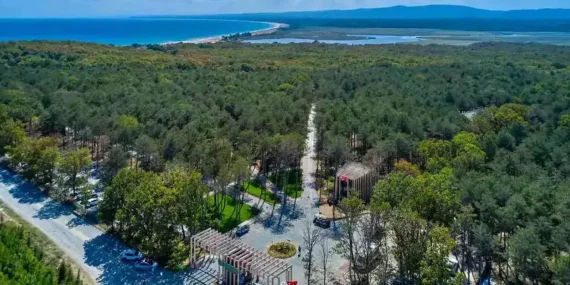 Kırklareli Sardunyaları: Bahçenize Renk Katmanın Yolları