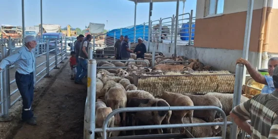 Kırklareli Canlı Hayvan Borsası’nda Kurban Hazırlıkları Nasıldı?