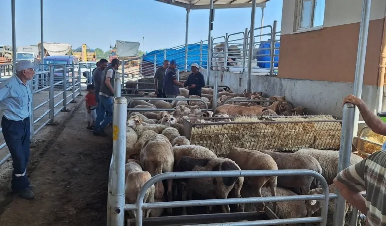 Kırklareli Canlı Hayvan Borsası’nda Kurban Hazırlıkları Nasıldı?