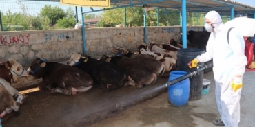 Lüleburgaz Belediyesi Haşere Mücadelesi: Yazın Yaşanan Sorunlar