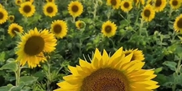 Kırklareli Çiçekleri ile Şehrin Güzellikleri Nasıl Artıyor?