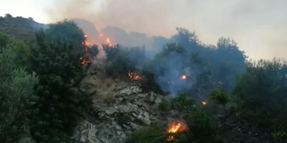 Hatay Anız Yangını: Zeytinliklere Sıçrayan Alevler Ne Kadar Zarar Verdi?