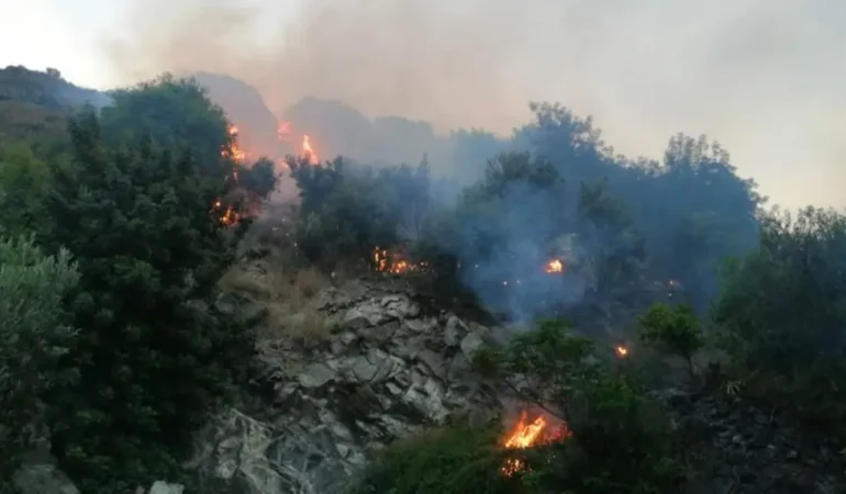Hatay Anız Yangını: Zeytinliklere Sıçrayan Alevler Ne Kadar Zarar Verdi?